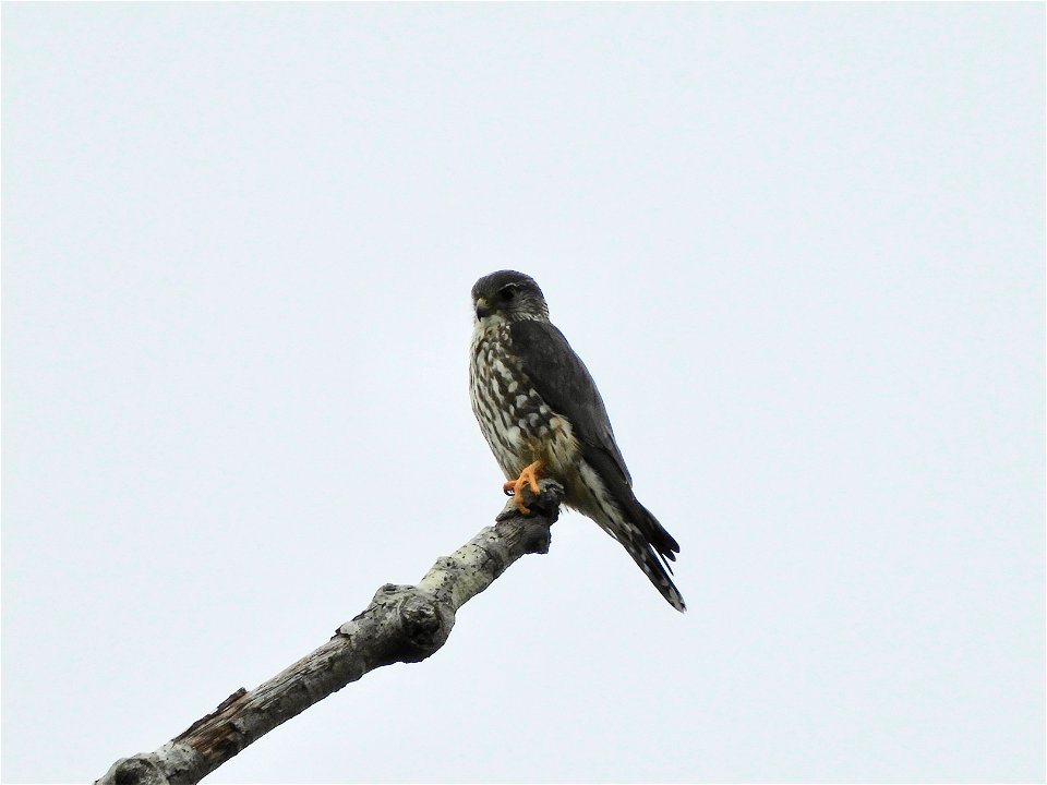 Smelleken (Merlin)