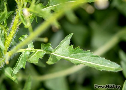 Small Tumbleweed Mustard