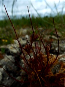 Juncus ranarius Songeon & E.P.Perrier, 1860