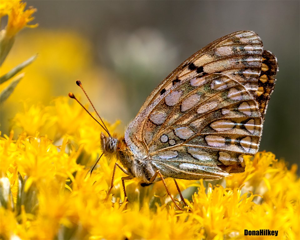 Callipe Fritillary
