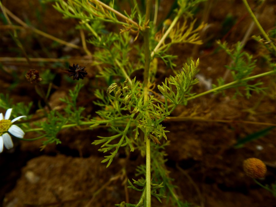Anthemis cotula L., 1753