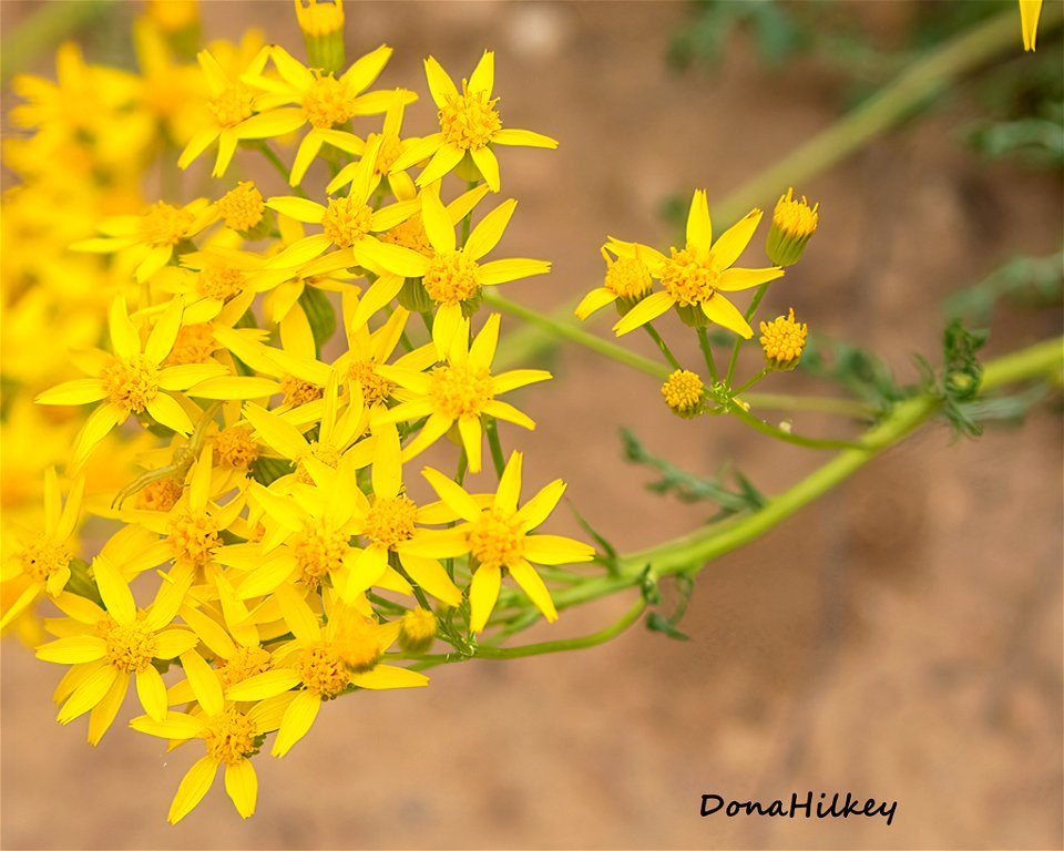 Ragwort