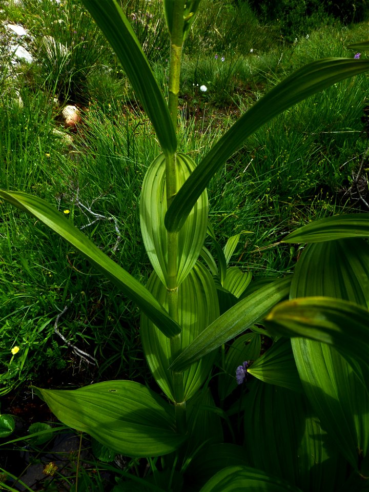 Veratrum album L., 1753