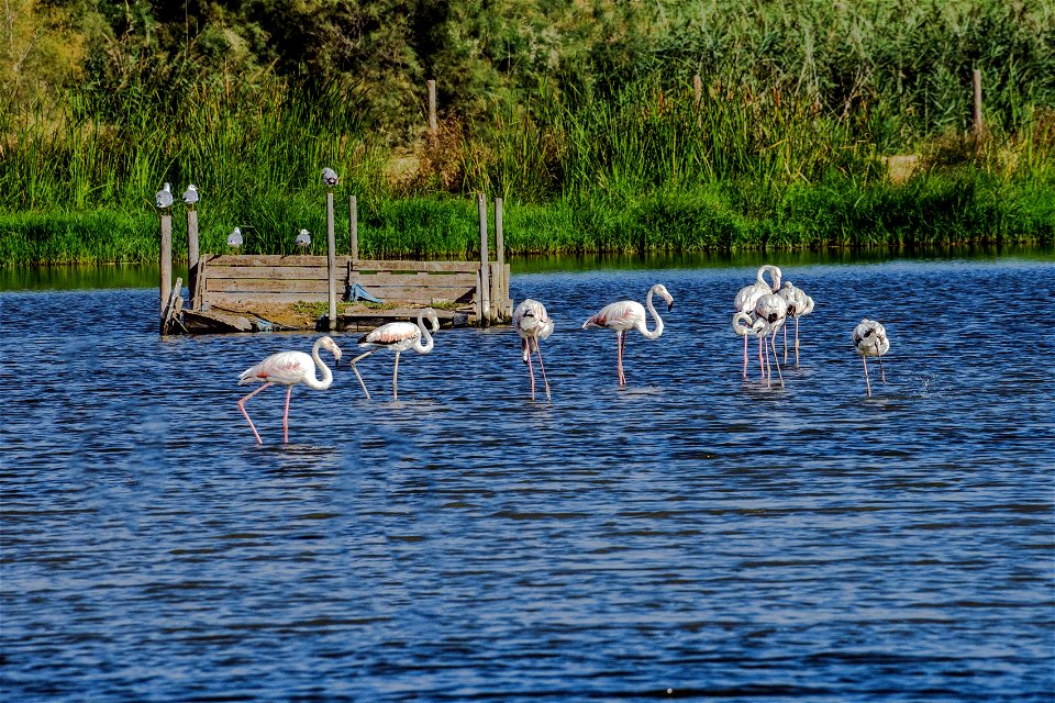 26-08-2022 Aiguamolls de l' Empordà