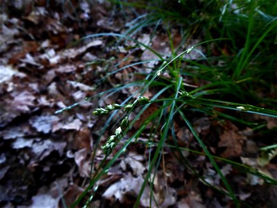 Carex divulsa Stokes, 1787