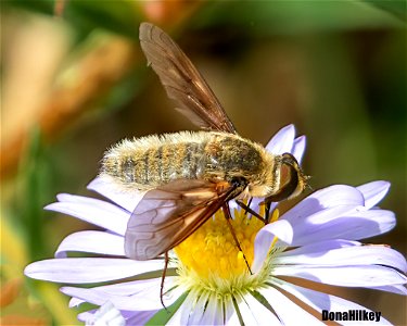 Beefly,  Poecilanthrax sp
