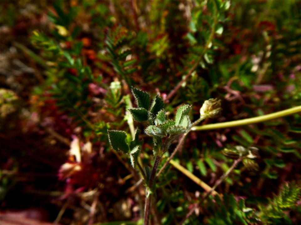 Medicago italica (Mill.) Fiori, 1921
