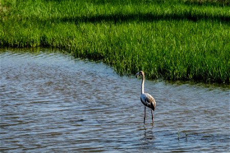 22-09-2018 Aiguamolls de l' Empordà photo