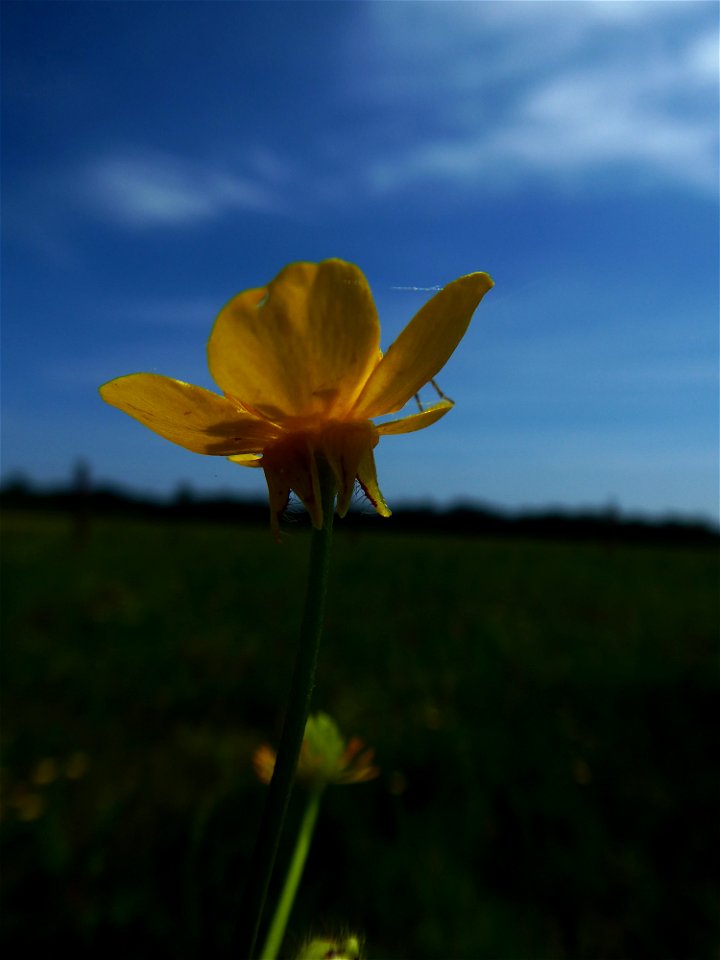 Ranunculus sardous Crantz, 1763