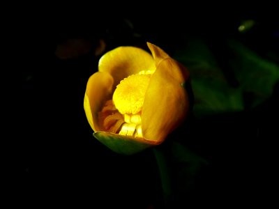 Nuphar lutea (L.) Sm., 1809