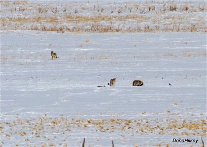 Coyotes-kill-18Feb2021-South-of-CR4-1