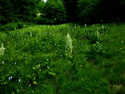 Veratrum album L., 1753