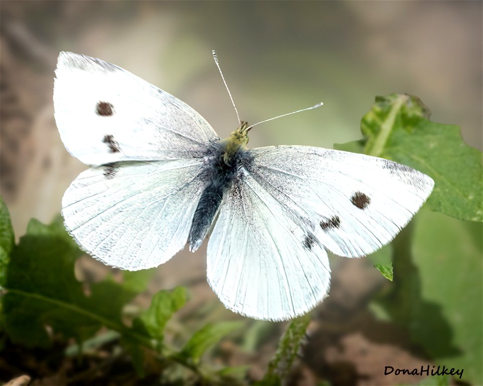 Cabbage White - female