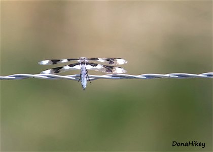 Eight-spotted Skimmer