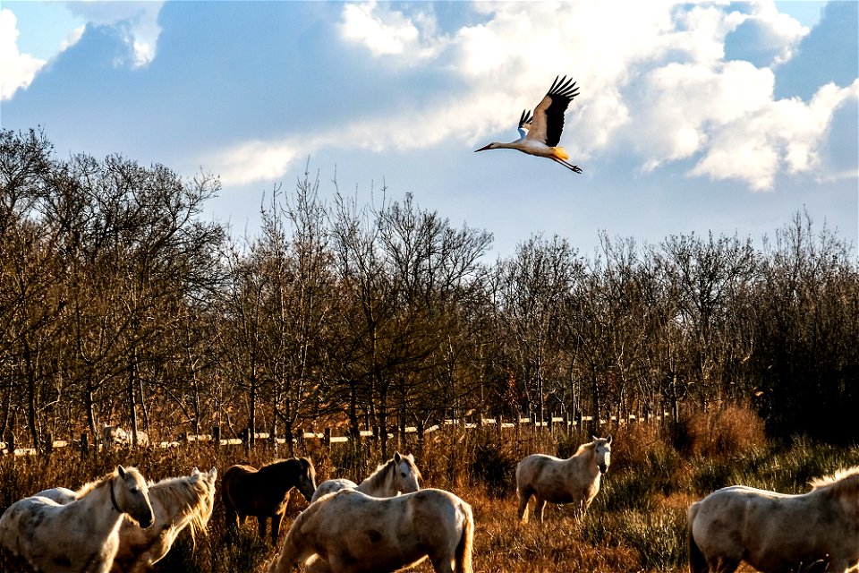 14-01-2017 Aiguamolls de l' Empordà