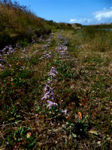 Limonium auriculae-ursifolium (Pourr.) Druce, 1928