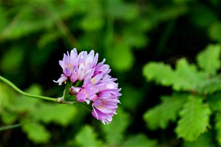 03-05-2020 Flors