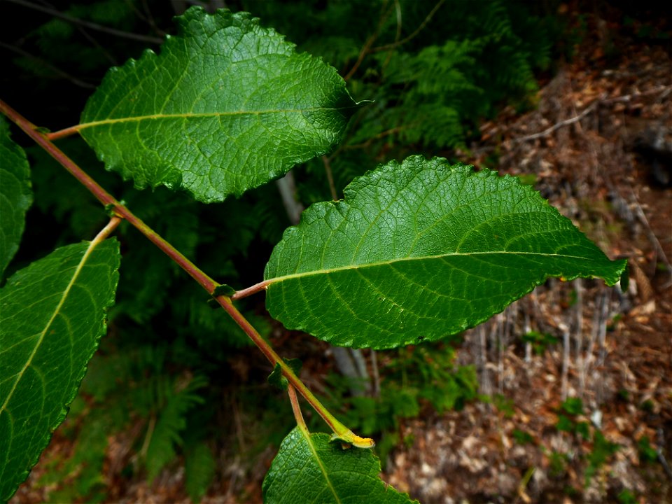Salix caprea L., 1753