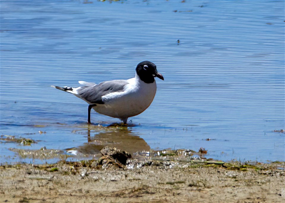 Franklin's Gull