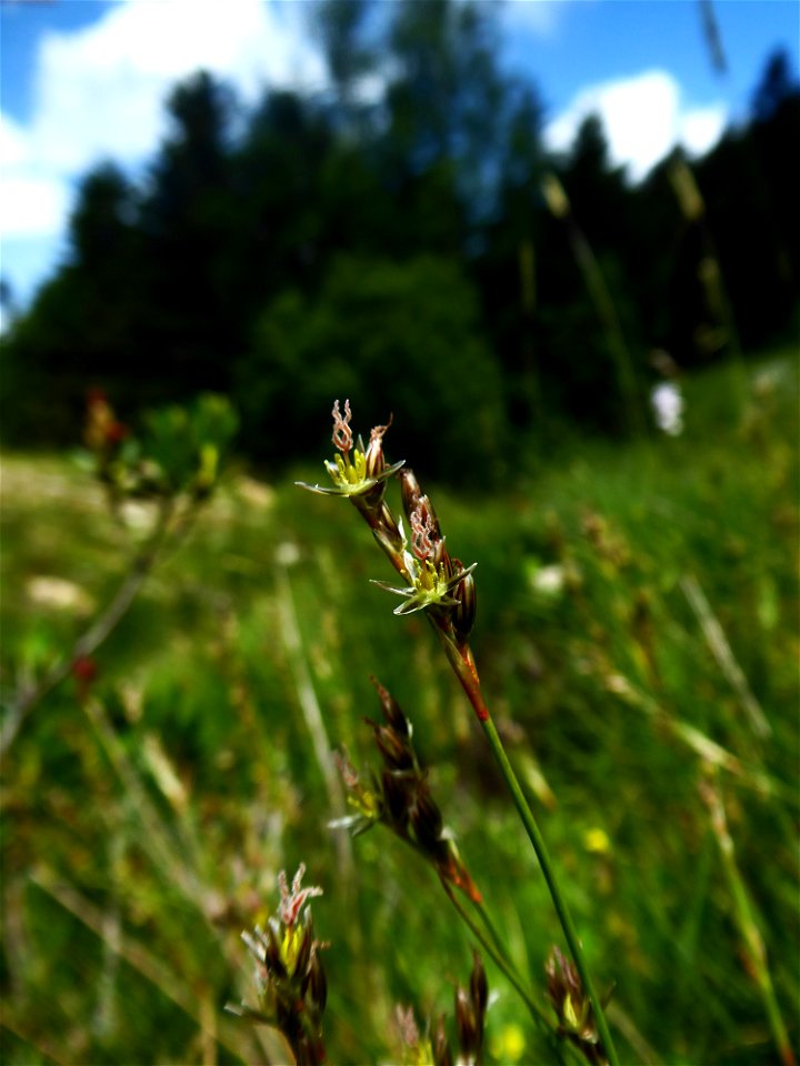Juncus squarrosus L., 1753