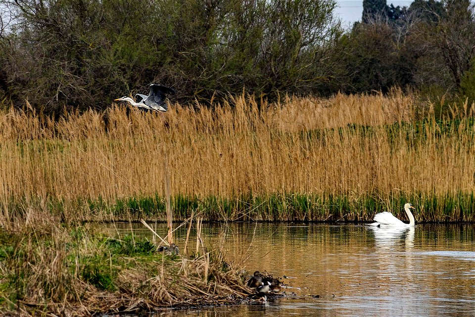 26-03-2021 Aiguamolls de l' Empordà