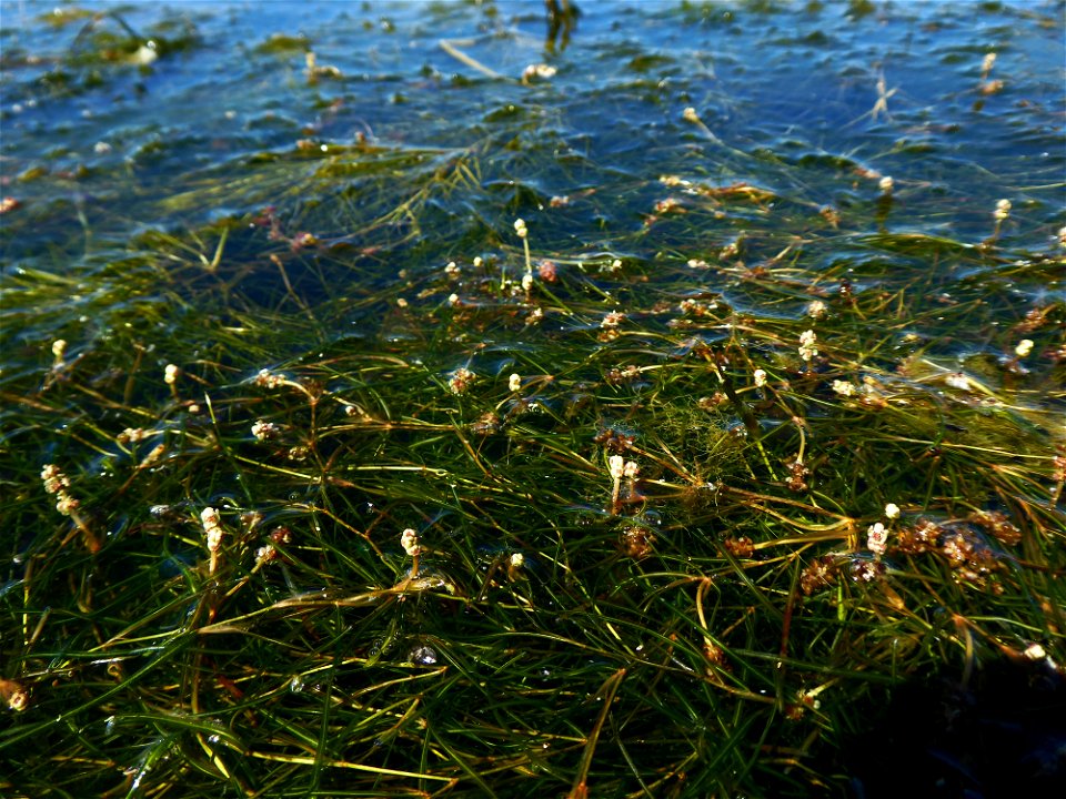 Potamogeton berchtoldii Fieber, 1838