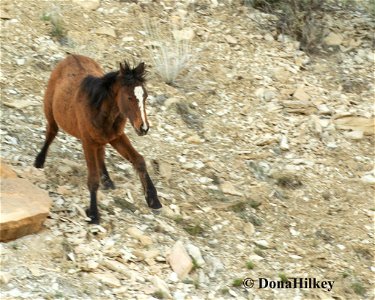 Sliding on the Shale