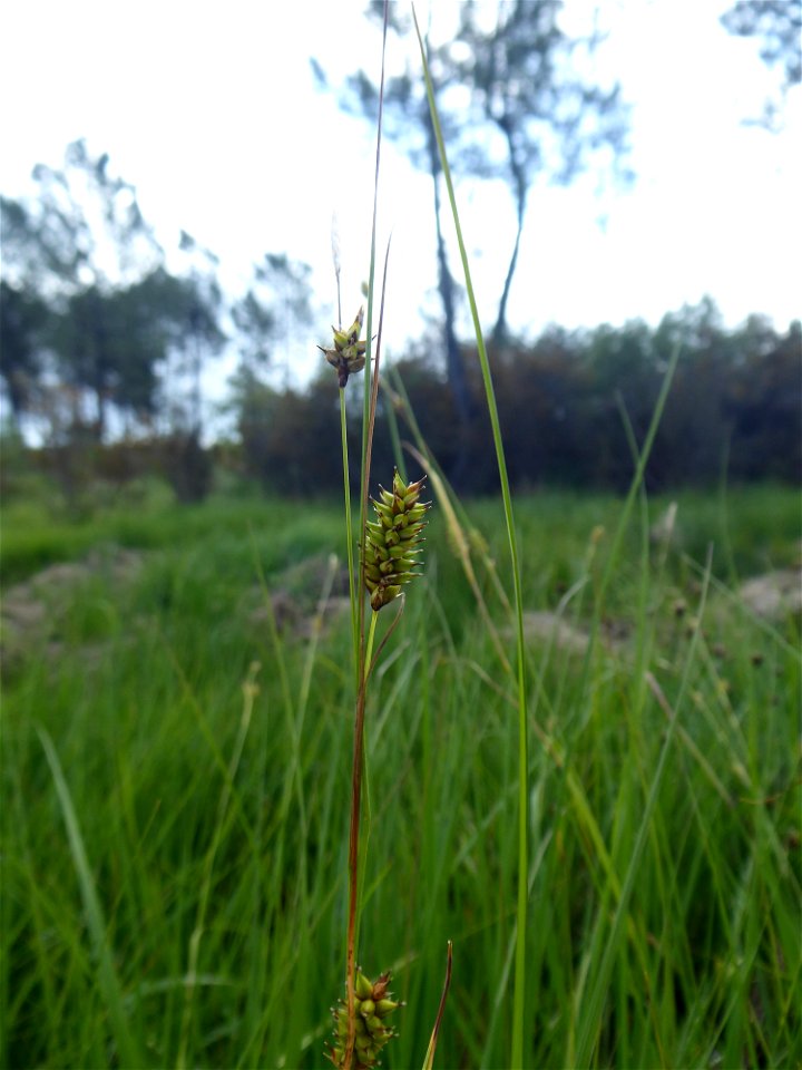Carex hostiana DC., 1813