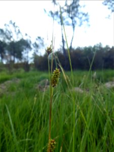 Carex hostiana DC., 1813