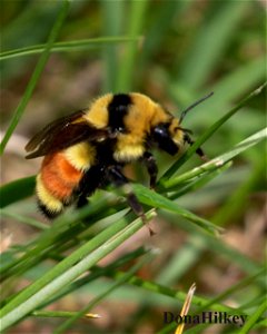 Bombus huntii