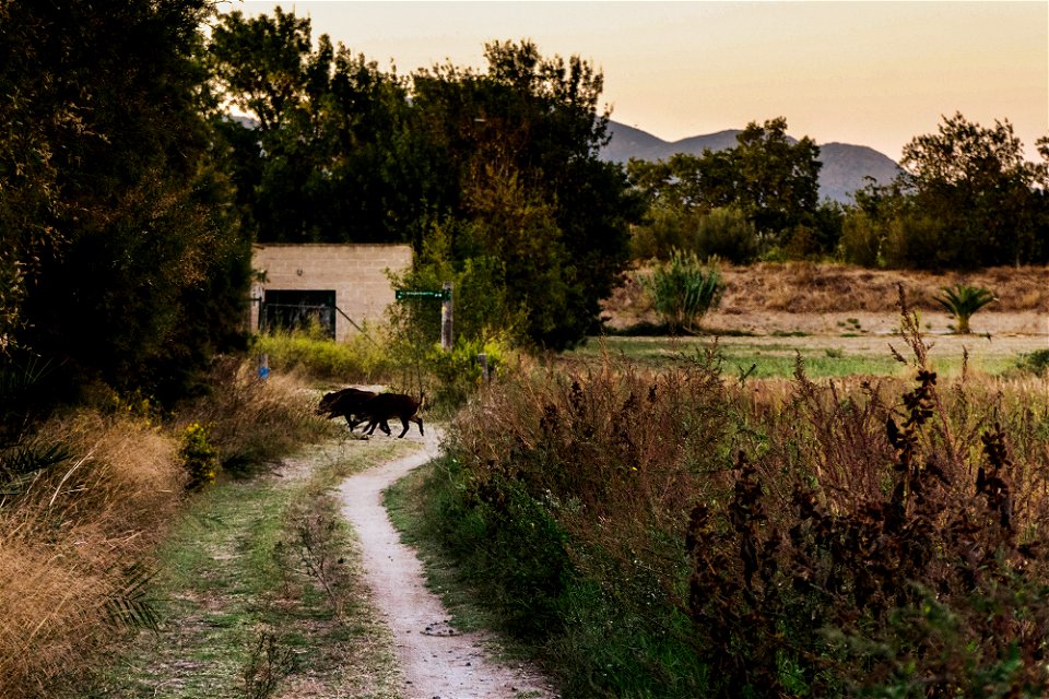 27-09-2018 Aiguamolls de l' Empordà
