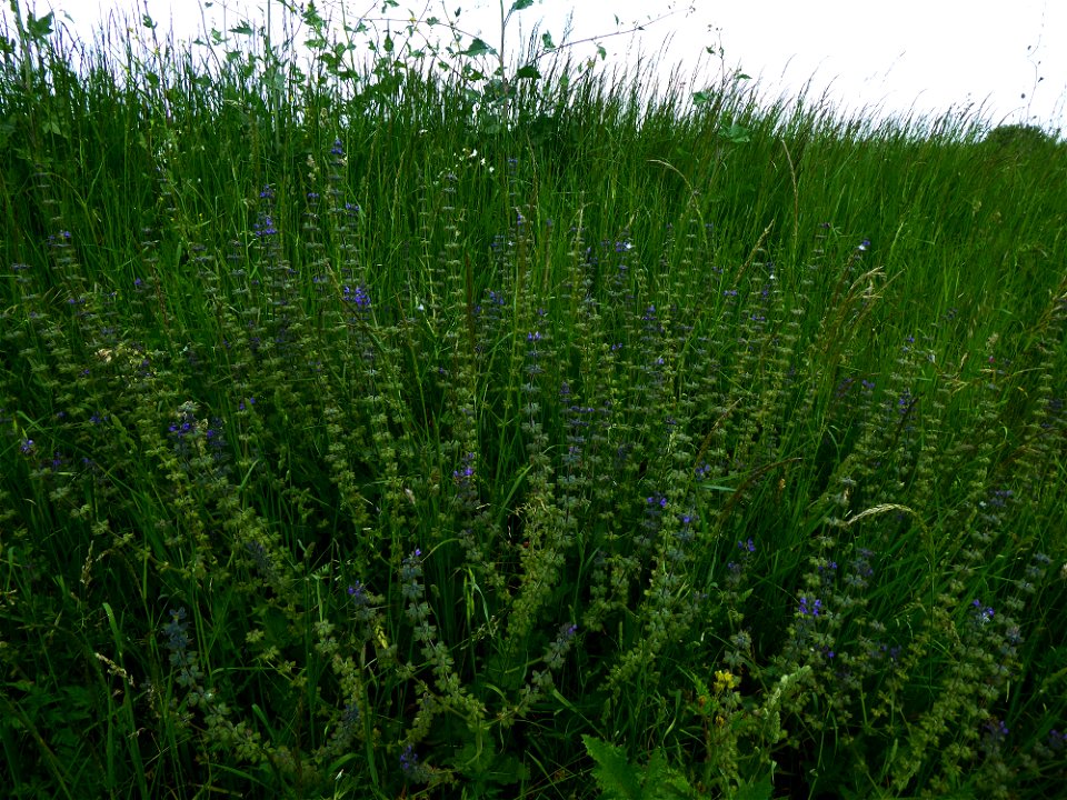 Salvia verbenaca L., 1753