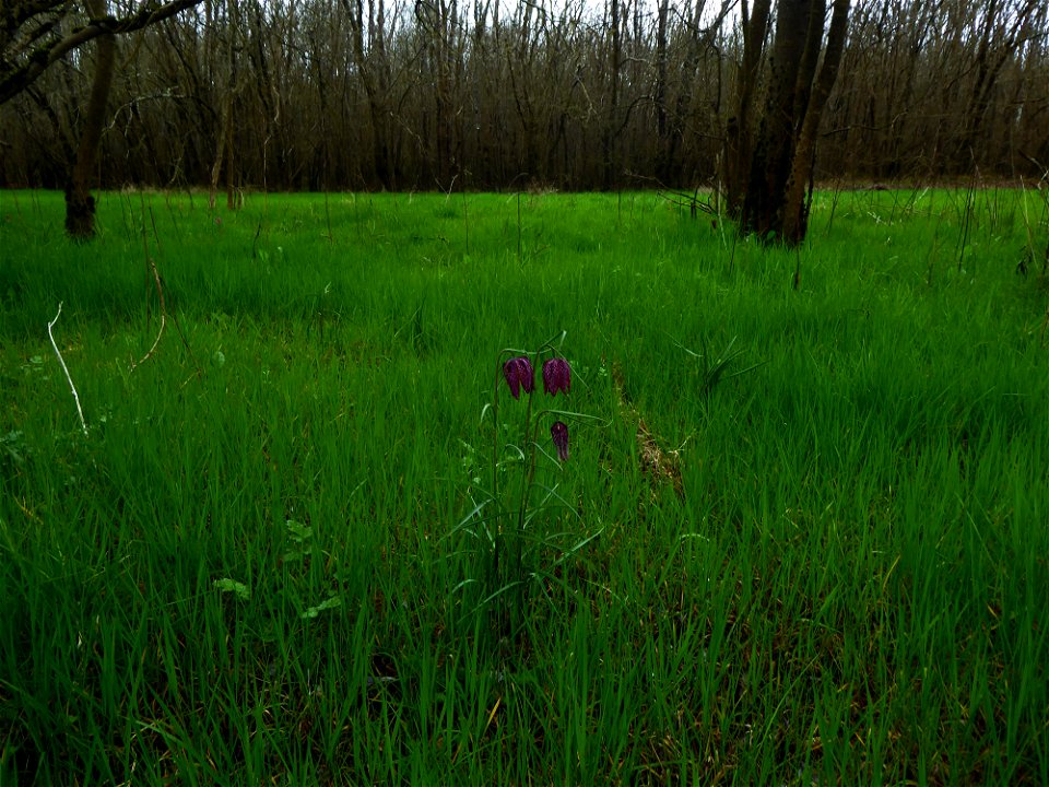 Fritillaria meleagris L., 1753