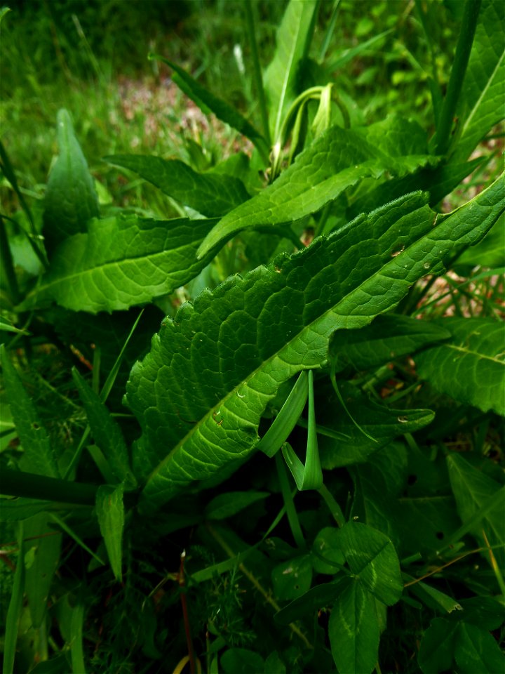 Knautia L., 1753