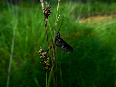 Carex hostiana DC., 1813