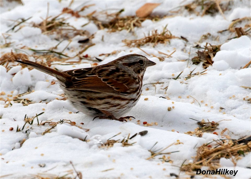 Song Sparrow photo