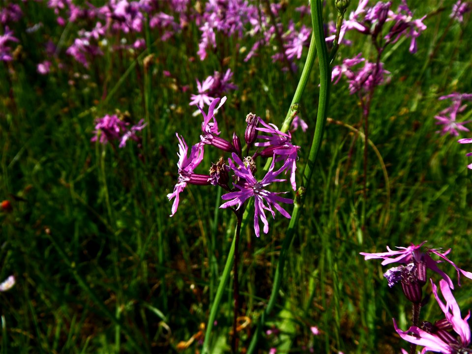 Lychnis flos-cuculi L., 1753