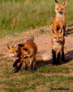 foxes-4-12june2020-bruces