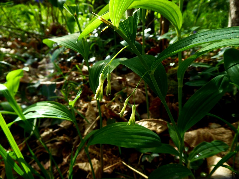 Polygonatum multiflorum (L.) All., 1785