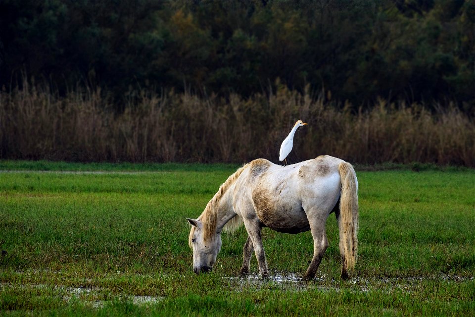 20-10-2022 Aiguamolls de l' Empordà