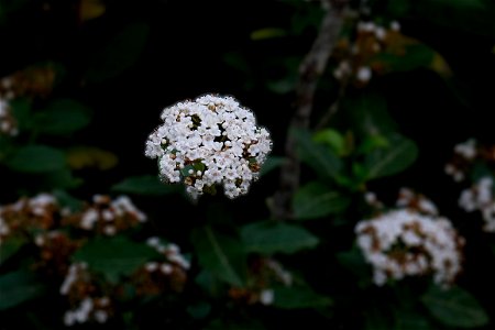 _DSF4432