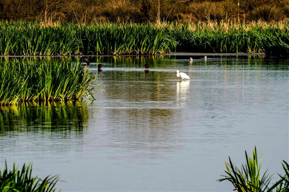 26-03-2021 Aiguamolls de l' Empordà