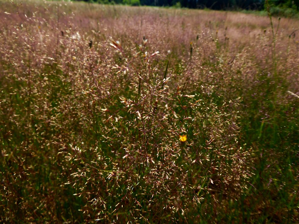 Agrostis capillaris L., 1753