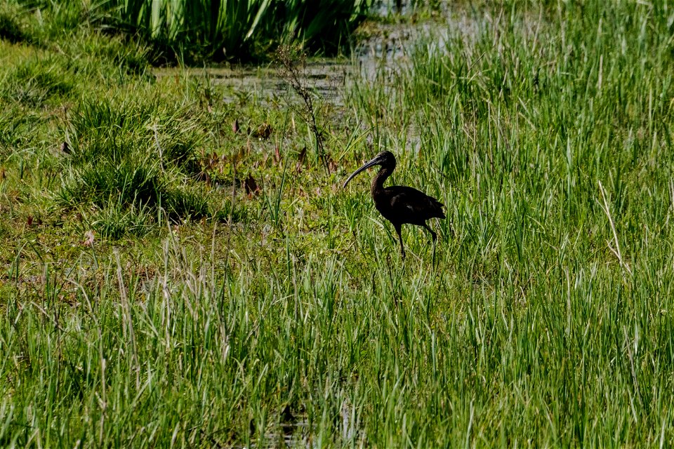 26-03-2021 Aiguamolls de l' Empordà