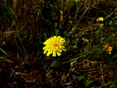 Leontodon saxatilis Lam., 1779
