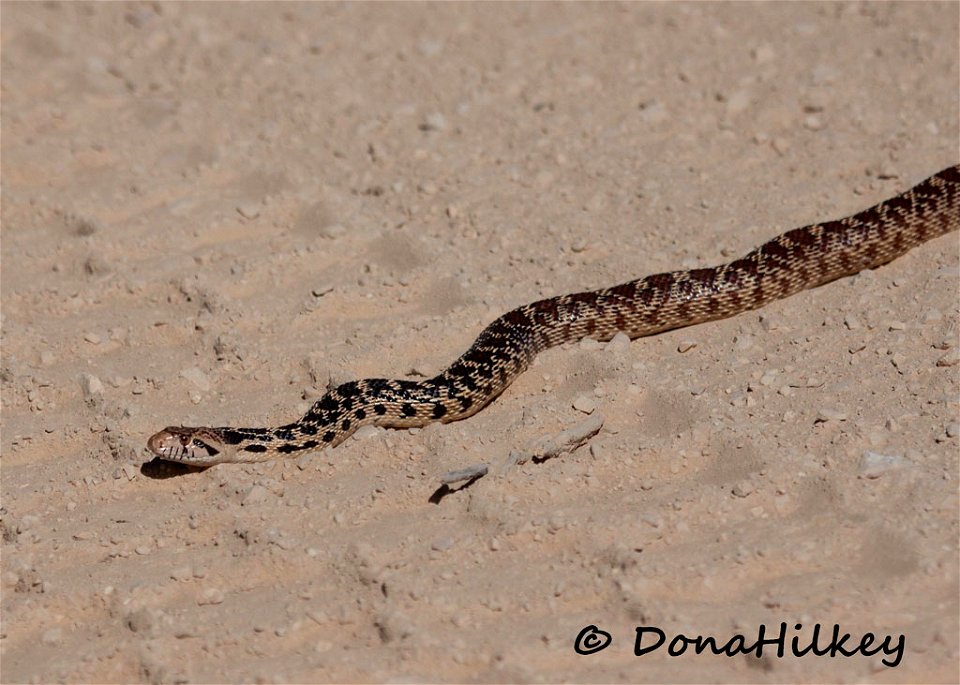 Gopher Snake