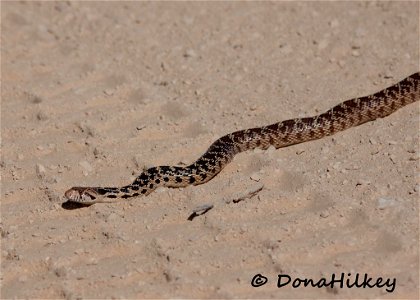 Gopher Snake photo