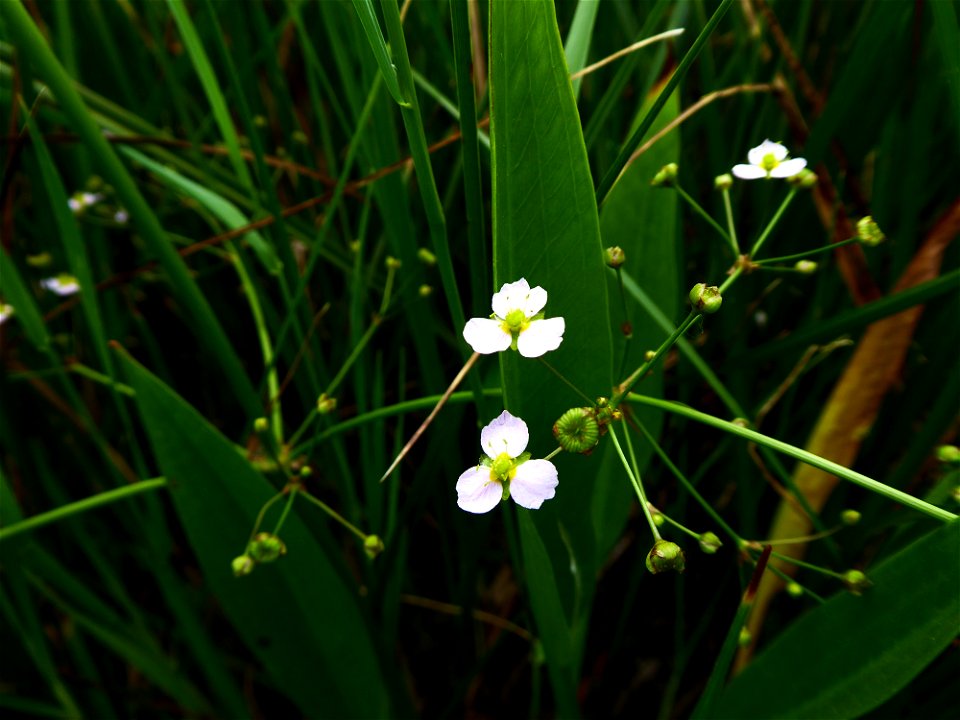 Alisma lanceolatum With., 1796