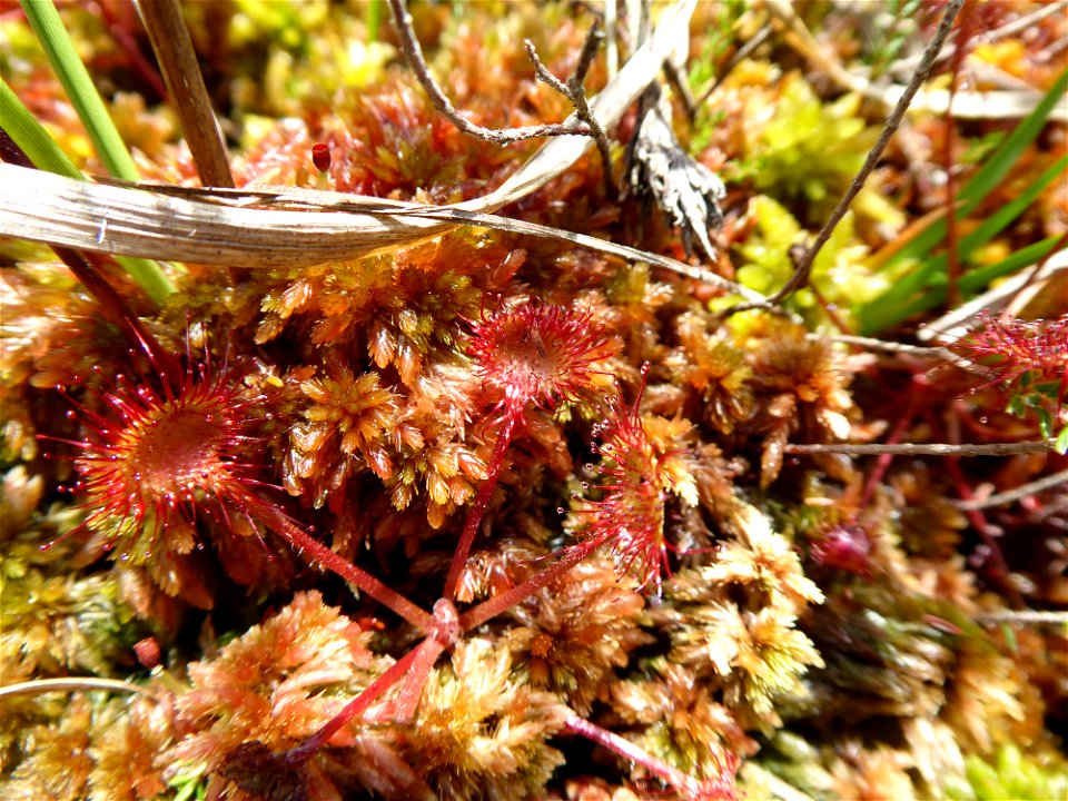 Drosera rotundifolia L., 1753