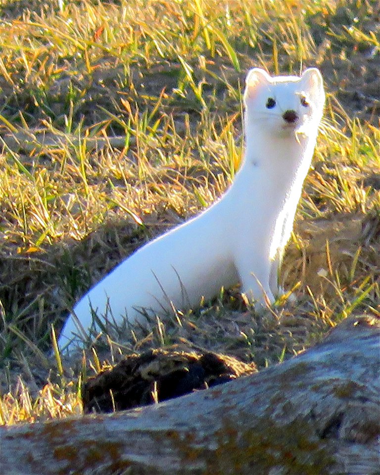 weasel-24nov2017-PED-fb-1